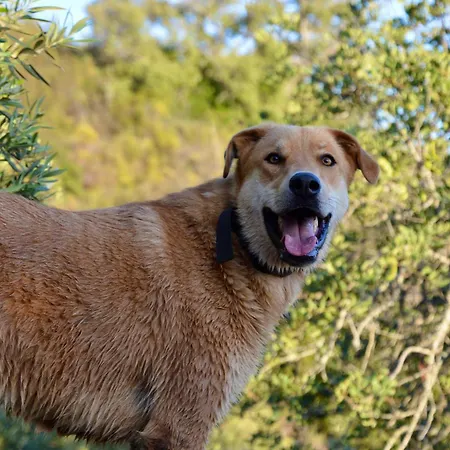 Quinta Do Vale Sunset São Bartolomeu de Messines