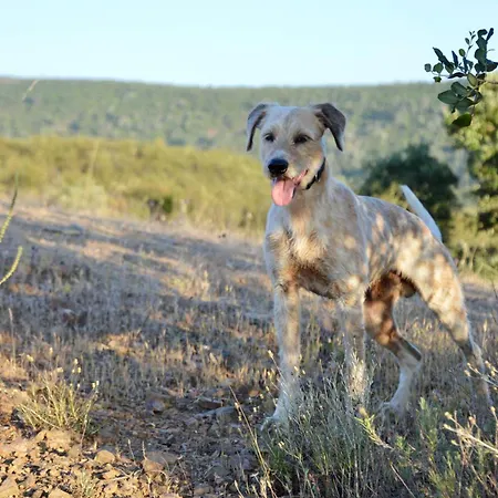 Lejlighed Quinta Do Vale Sunset São Bartolomeu de Messines
